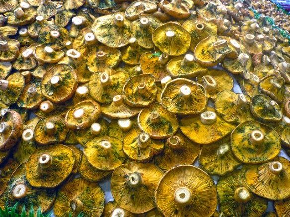 6896270789_fabb40b707_z